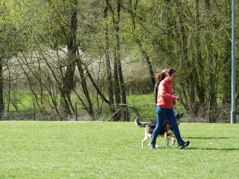 Obedience Prüfung 2015