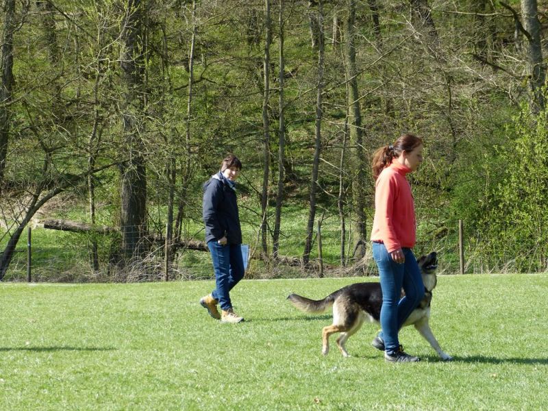 Obedience Prüfung 2015