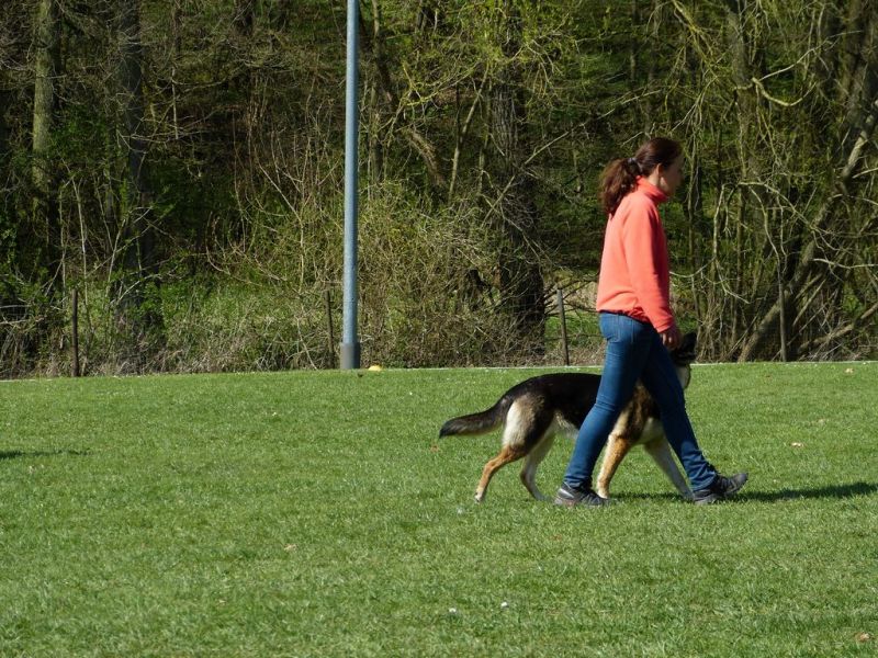 Obedience Prüfung 2015