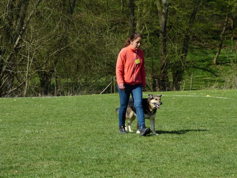 Obedience Prüfung 2015