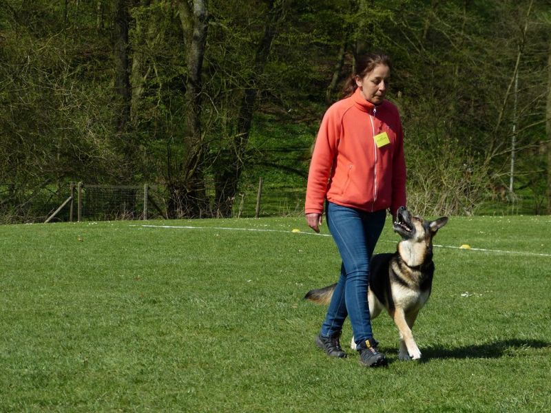 Obedience Prüfung 2015