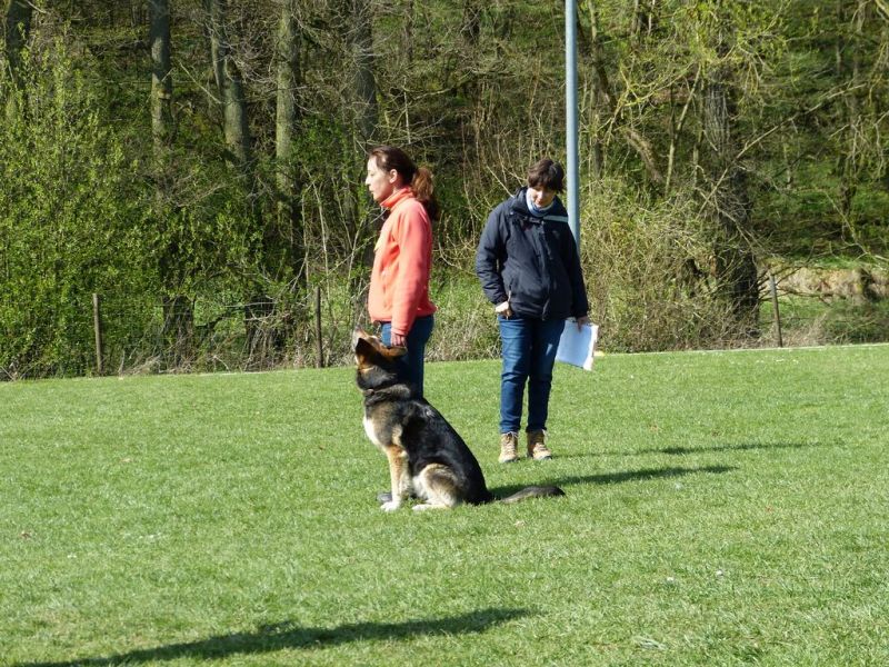 Obedience Prüfung 2015