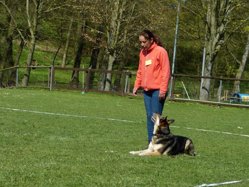 Obedience Prüfung 2015