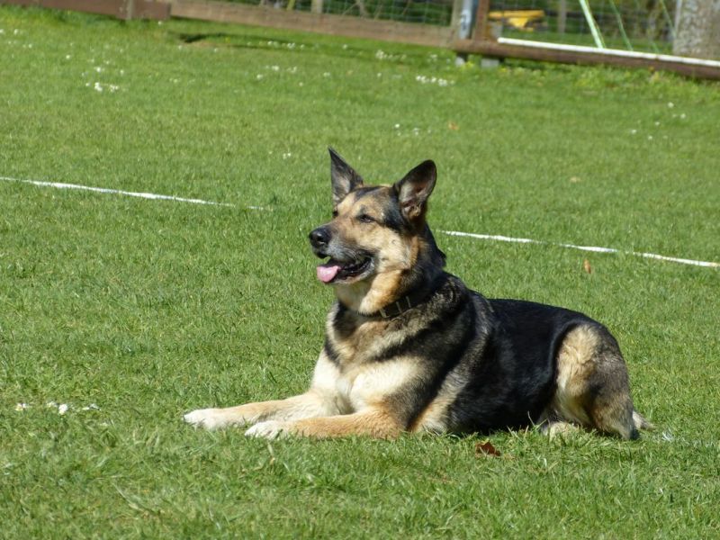 Obedience Prüfung 2015