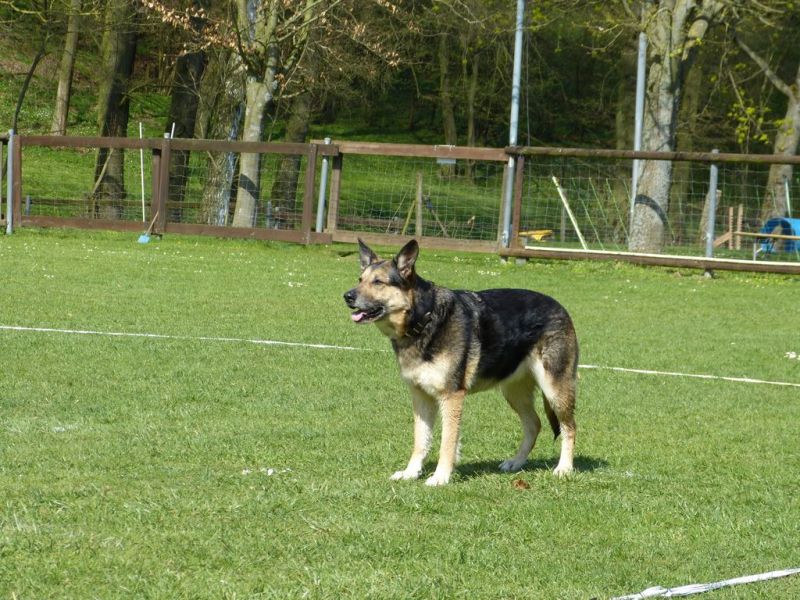 Obedience Prüfung 2015