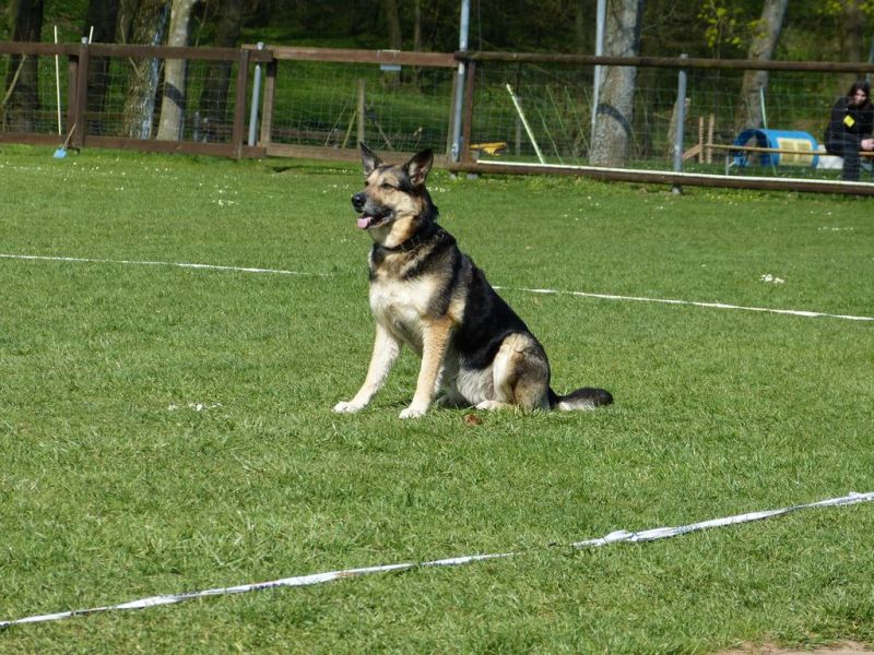 Obedience Prüfung 2015