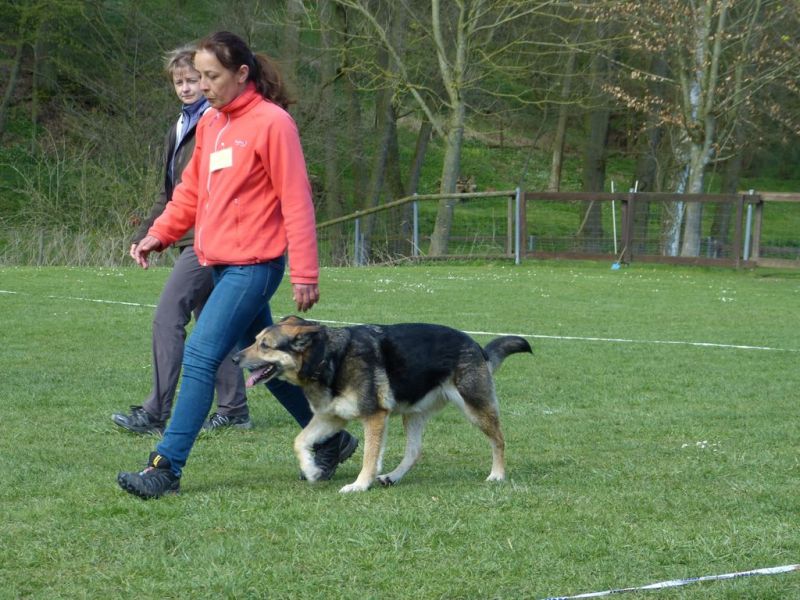 Obedience Prüfung 2015