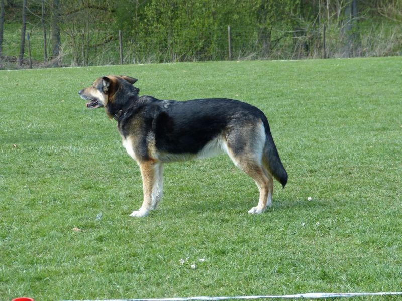 Obedience Prüfung 2015