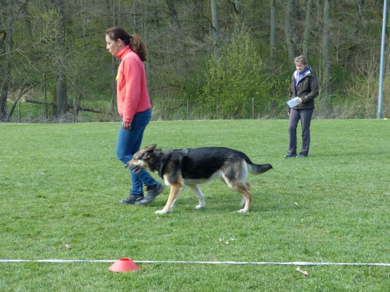 Obedience Prüfung 2015