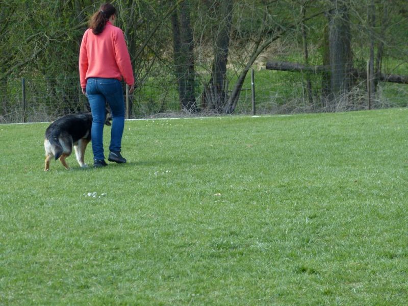 Obedience Prüfung 2015