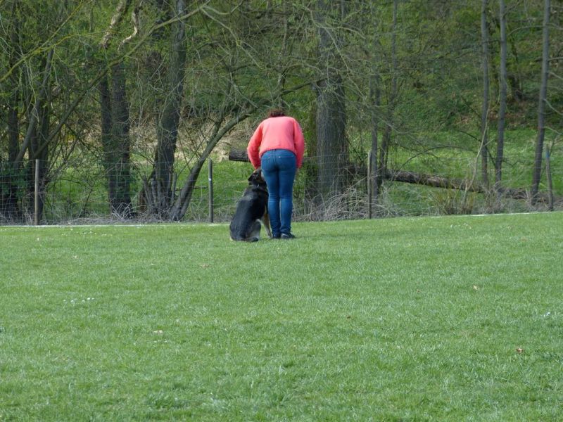 Obedience Prüfung 2015