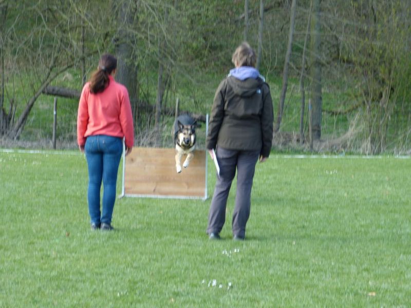Obedience Prüfung 2015