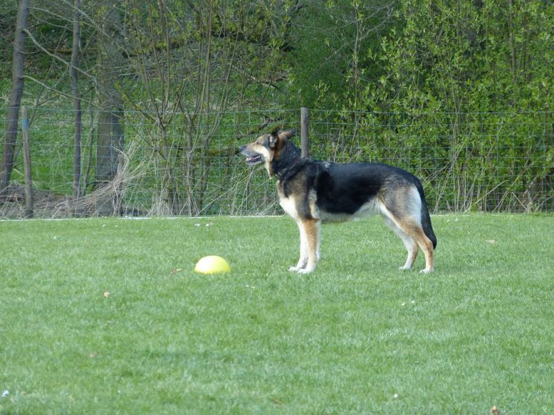 Obedience Prüfung 2015