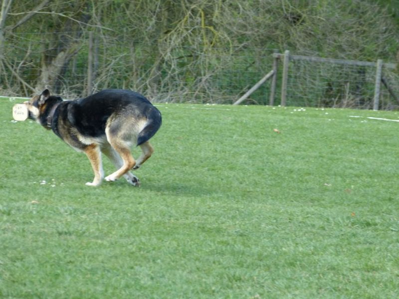 Obedience Prüfung 2015