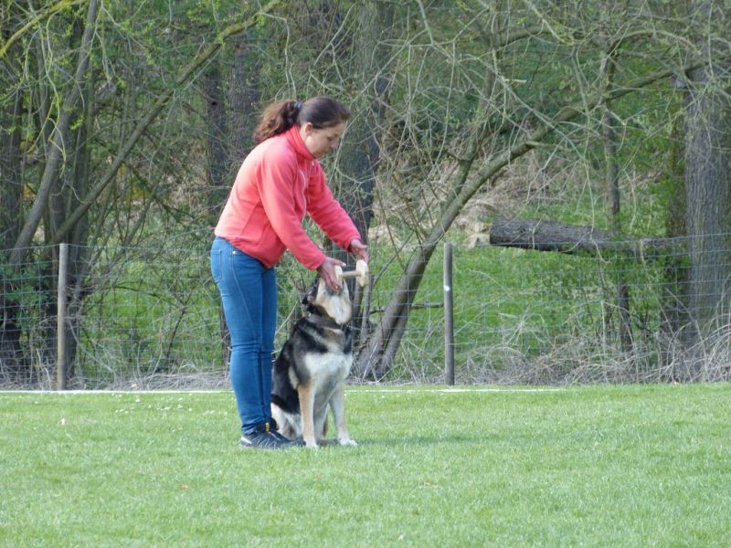 Obedience Prüfung 2015