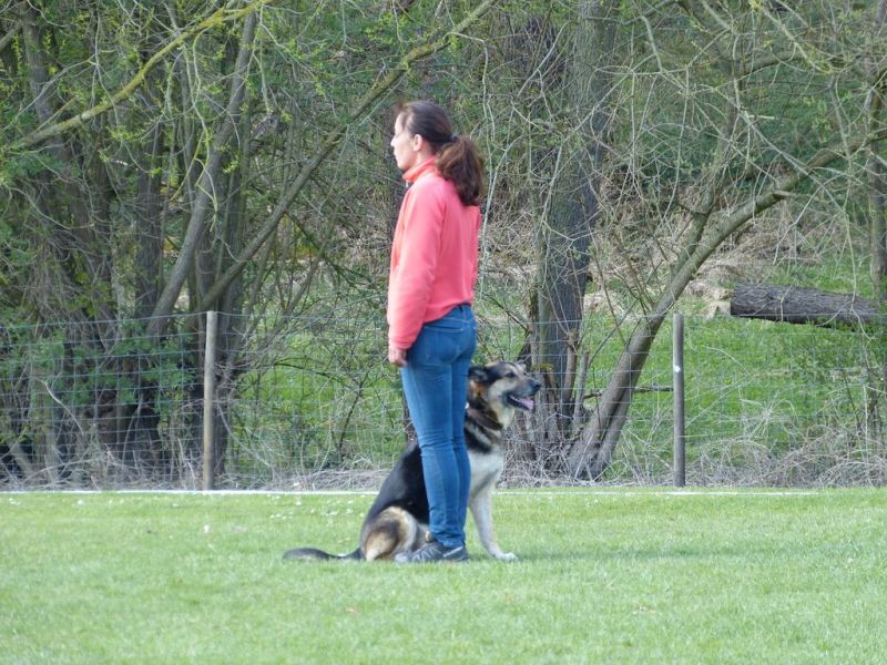 Obedience Prüfung 2015