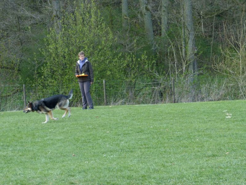 Obedience Prüfung 2015