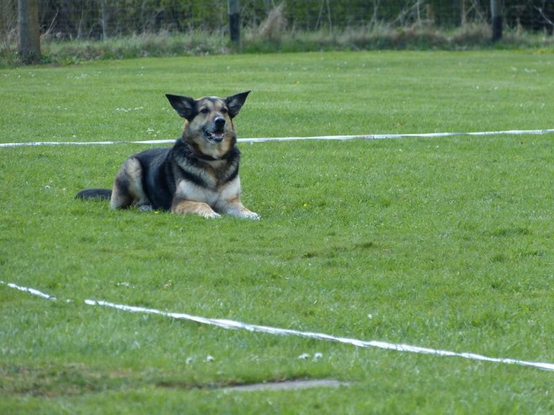 Obedience Prüfung 2015
