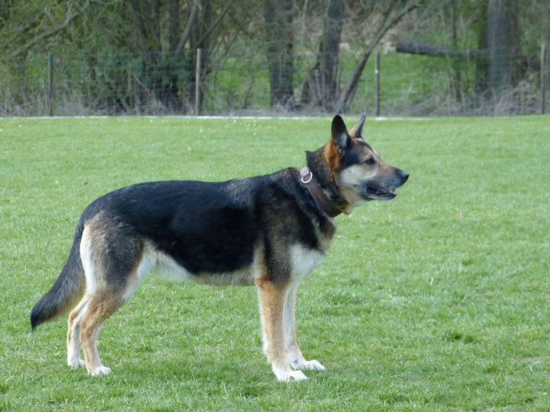 Obedience Prüfung 2015