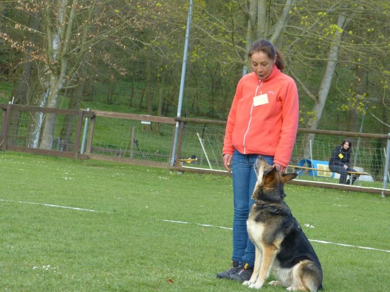 Obedience Prüfung 2015