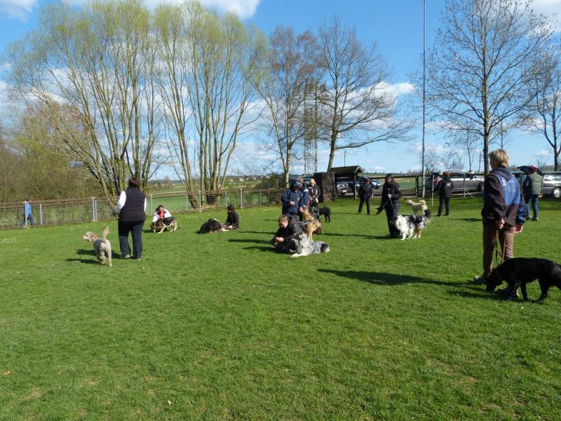 Obedience Prüfung 2015