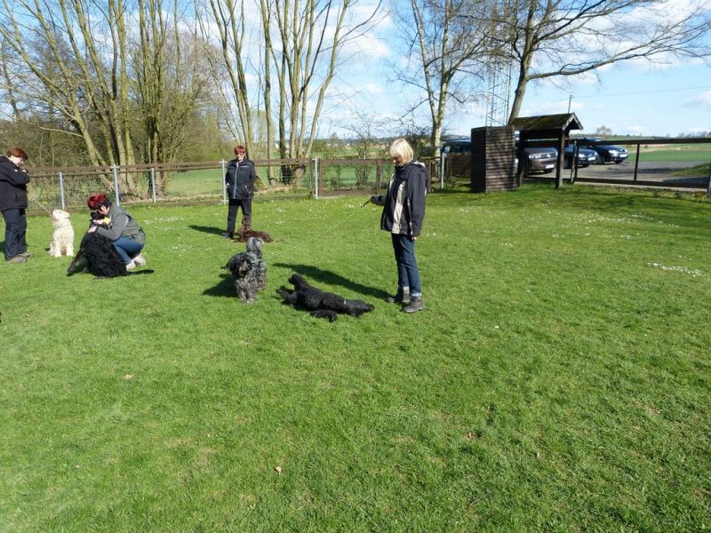 Obedience Prüfung 2015