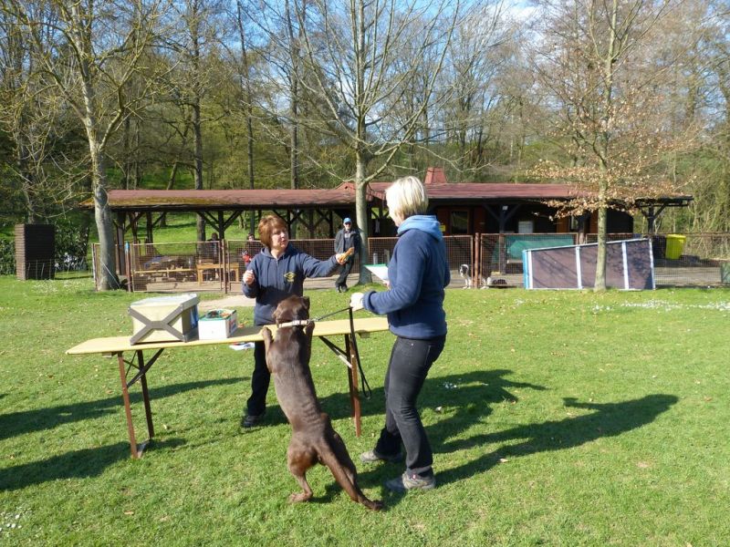 Obedience Prüfung 2015