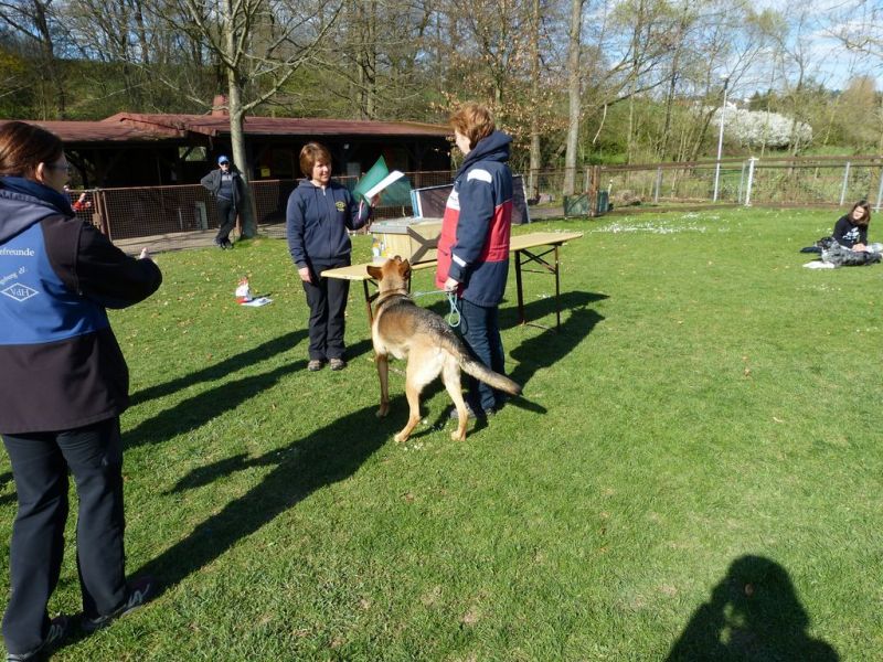 Obedience Prüfung 2015