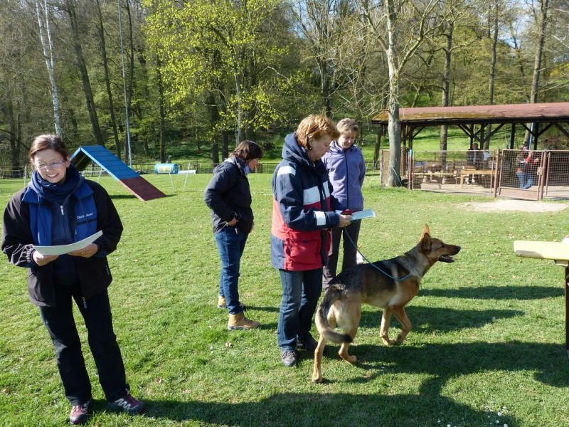 Obedience Prüfung 2015