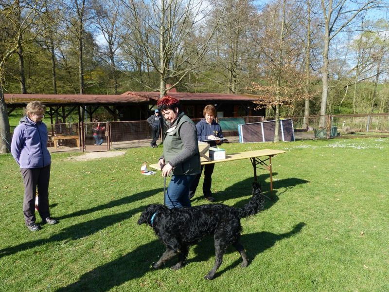 Obedience Prüfung 2015