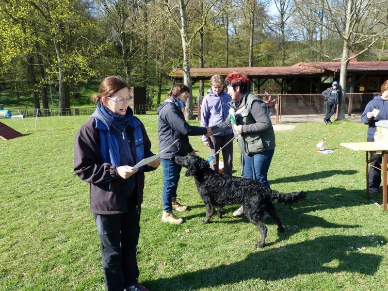 Obedience Prüfung 2015