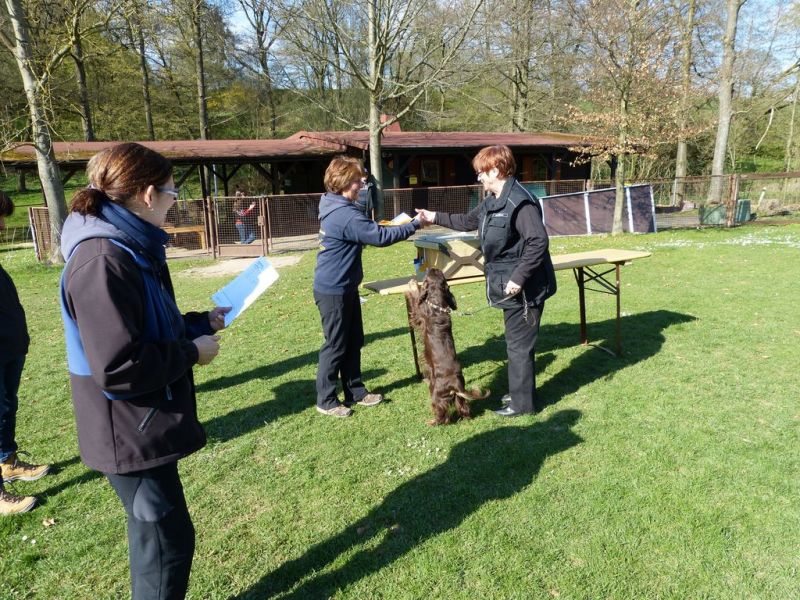 Obedience Prüfung 2015