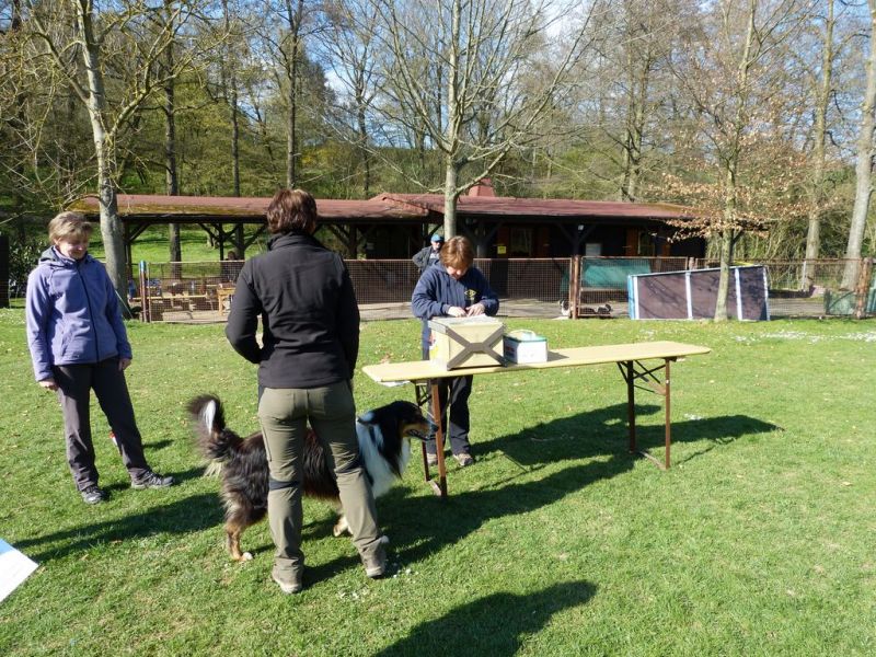 Obedience Prüfung 2015