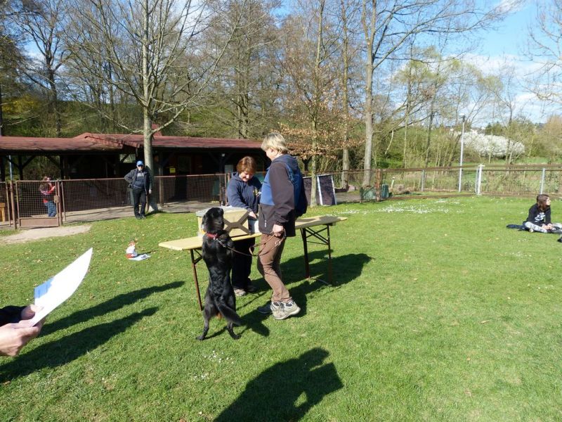 Obedience Prüfung 2015