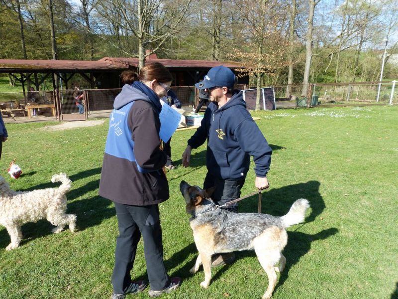 Obedience Prüfung 2015