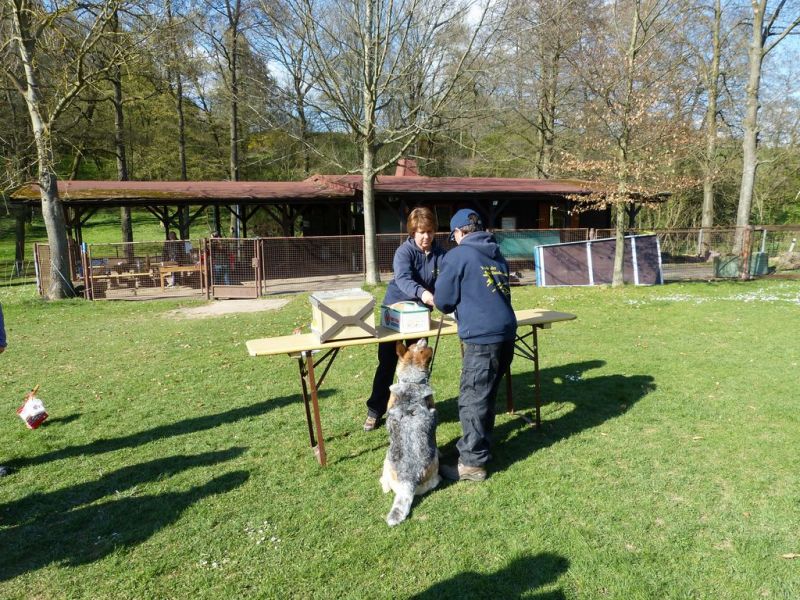 Obedience Prüfung 2015