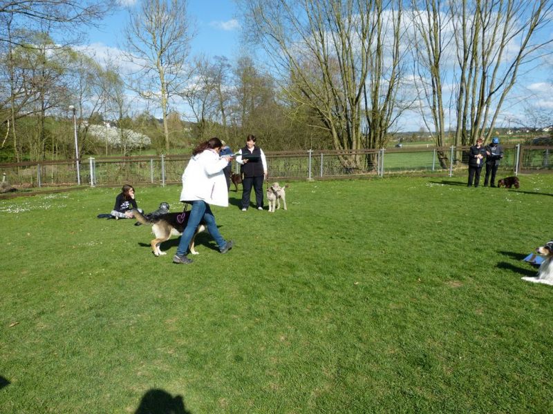 Obedience Prüfung 2015