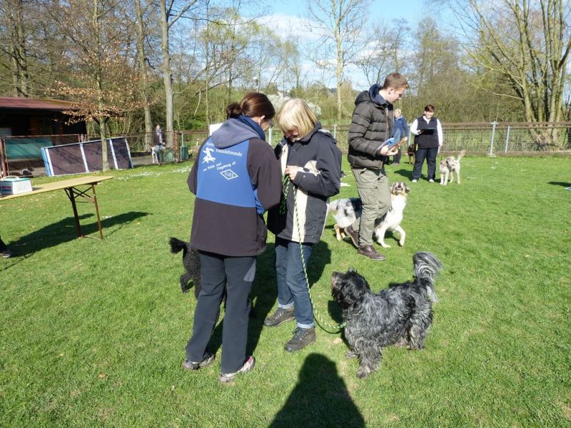 Obedience Prüfung 2015