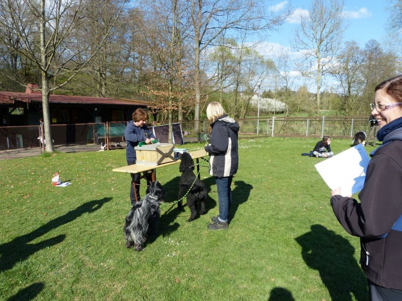 Obedience Prüfung 2015