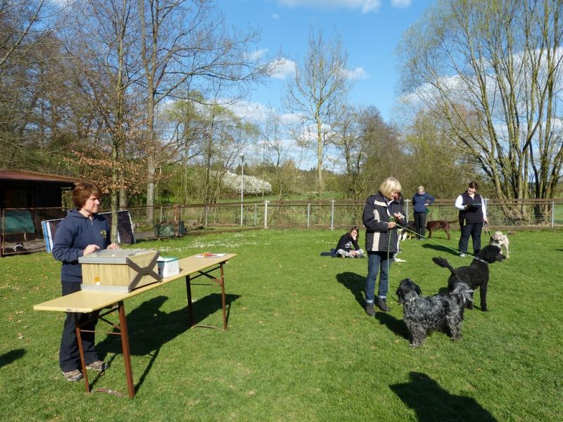 Obedience Prüfung 2015