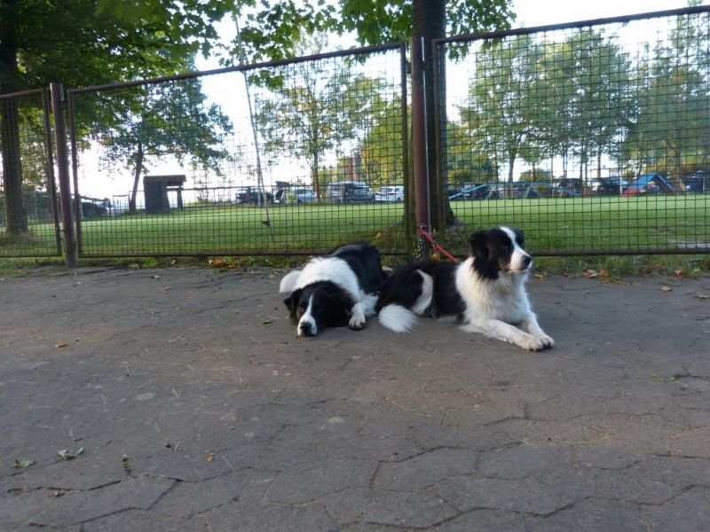 Obedience Prüfung 2015