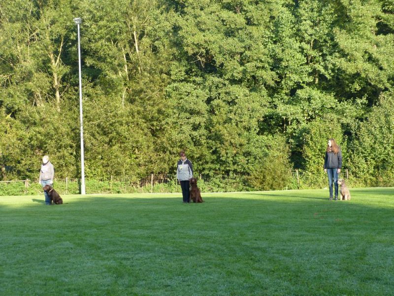 Obedience Prüfung 2015