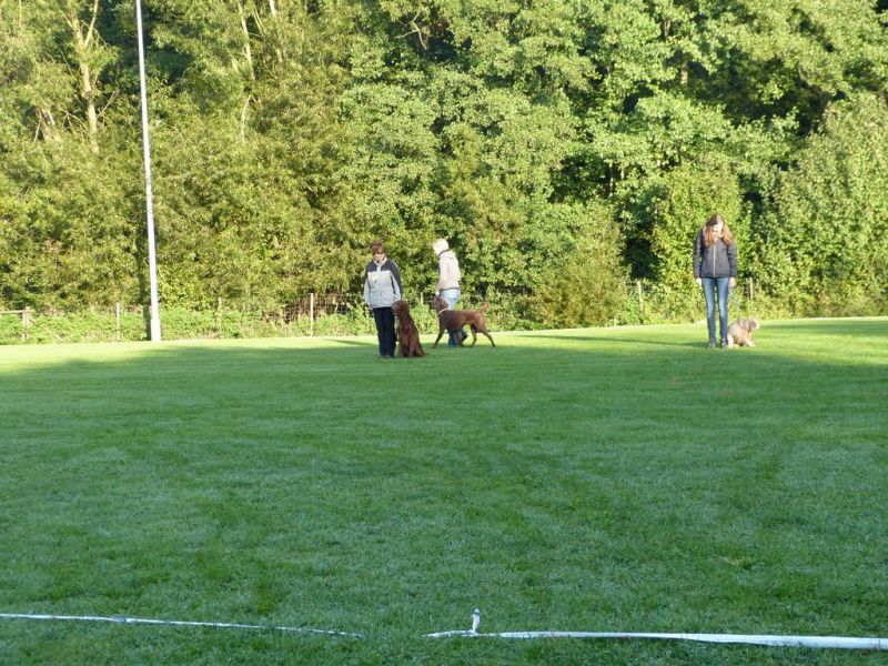Obedience Prüfung 2015