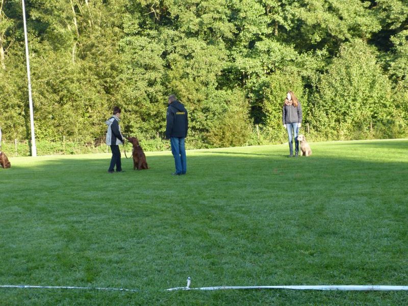 Obedience Prüfung 2015