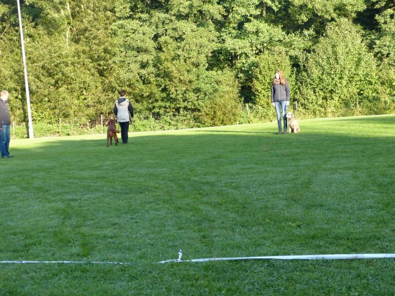 Obedience Prüfung 2015