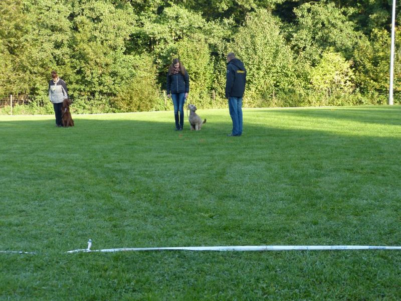 Obedience Prüfung 2015