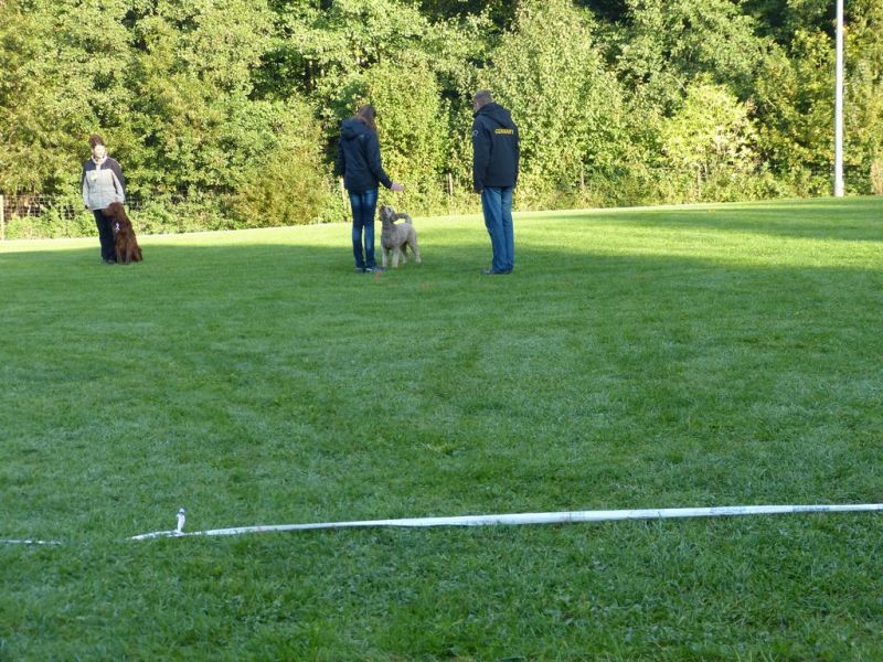 Obedience Prüfung 2015