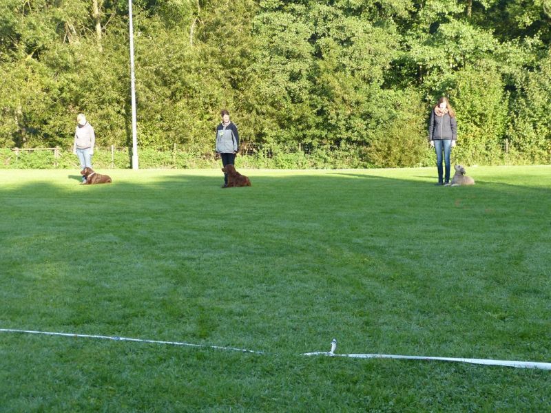 Obedience Prüfung 2015