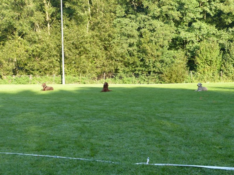 Obedience Prüfung 2015