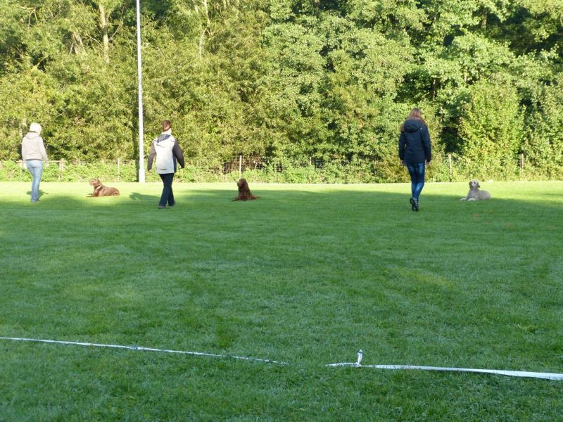 Obedience Prüfung 2015